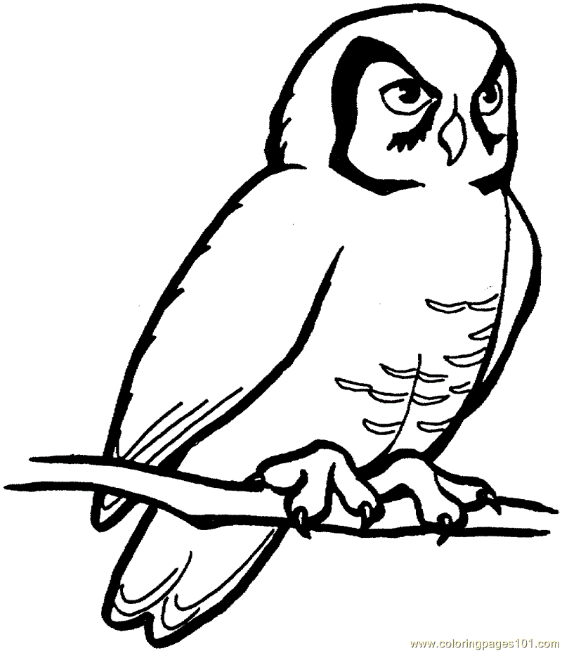 Owl Coloring Pages | Coloring page | #40