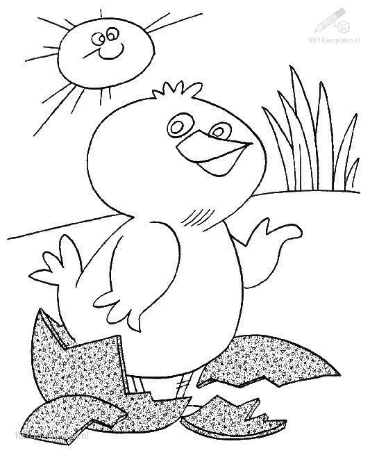  Spring Coloring Pages CHICK
