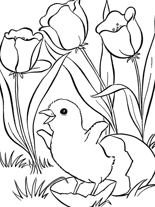  Spring Coloring Pages LITTLE CHICKEN