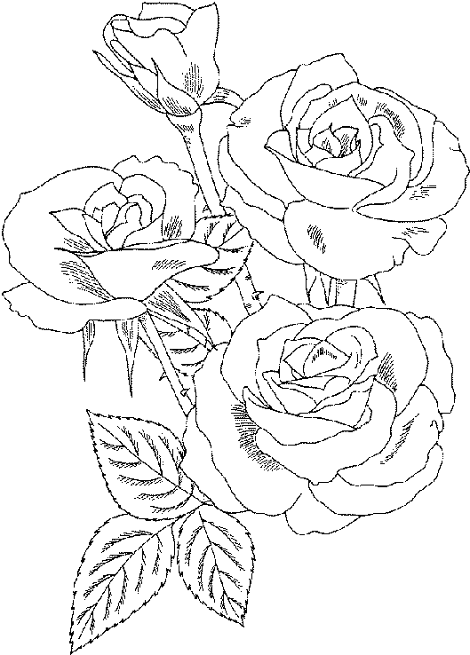 Spring Coloring Pages ROSES