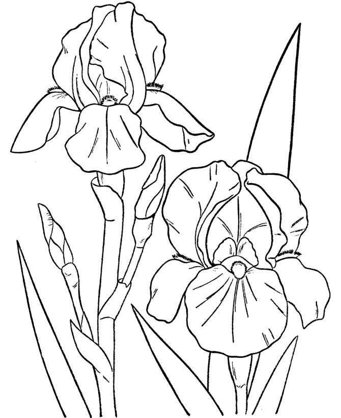 Spring Coloring Pages SPRING FLOWERS