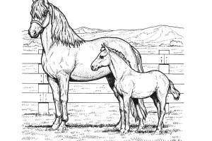 Horse coloring pages | FREE coloring pages | #1