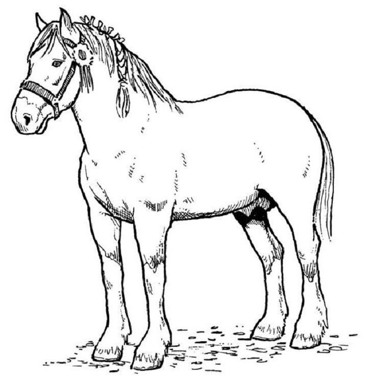  Horse coloring pages | FREE coloring pages | #13
