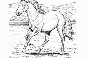 Horse coloring pages | FREE coloring pages | #2