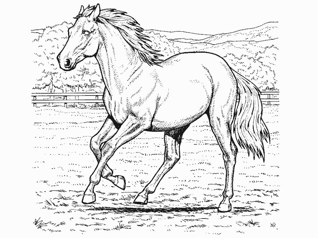  Horse coloring pages | FREE coloring pages | #2