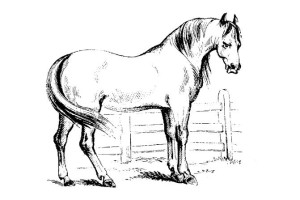 Horse coloring pages | FREE coloring pages | #36