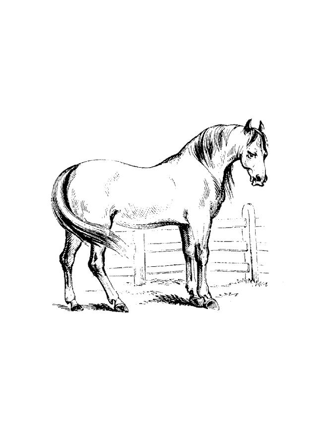 Horse coloring pages | FREE coloring pages | #36