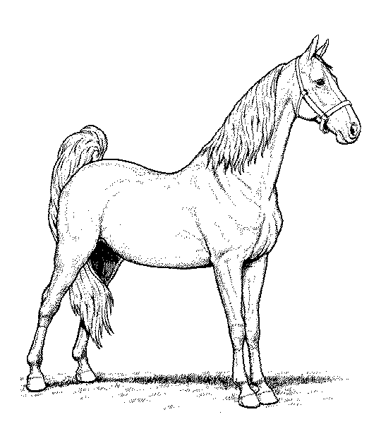 Horse coloring pages | FREE coloring pages | #40