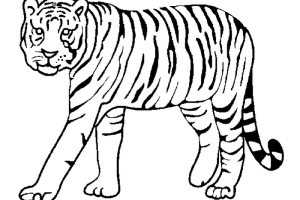 Tiger coloring pages | Animal coloring pages | #1