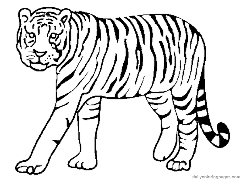  Tiger coloring pages | Animal coloring pages | #1