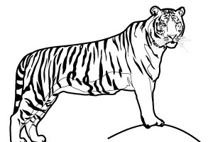 Tiger coloring pages | Animal coloring pages | #11