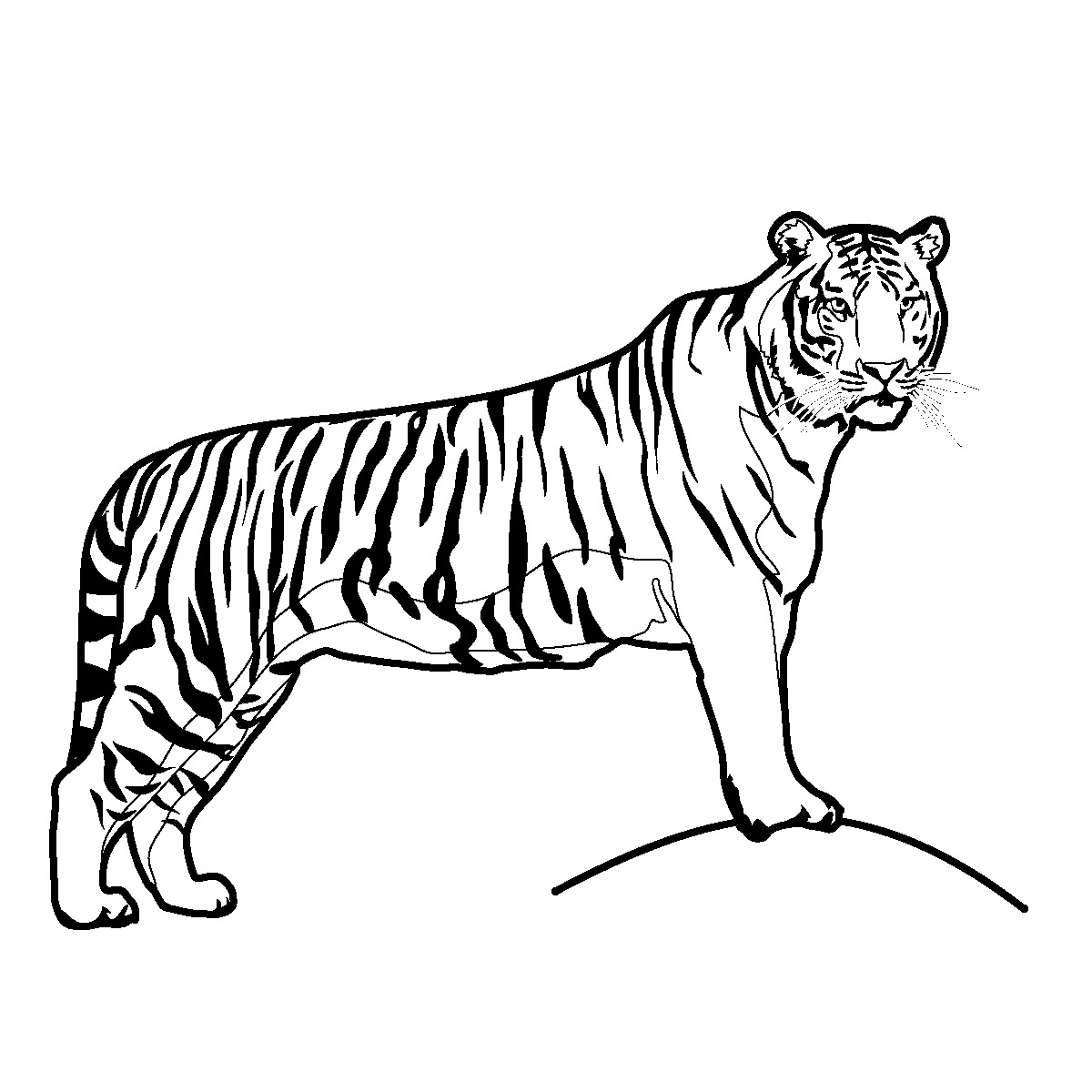  Tiger coloring pages | Animal coloring pages | #11