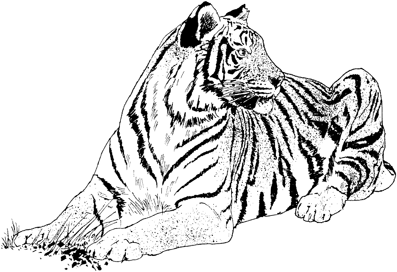 Tiger coloring pages | Animal coloring pages | #12