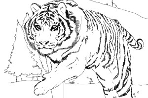 Tiger coloring pages | Animal coloring pages | #16