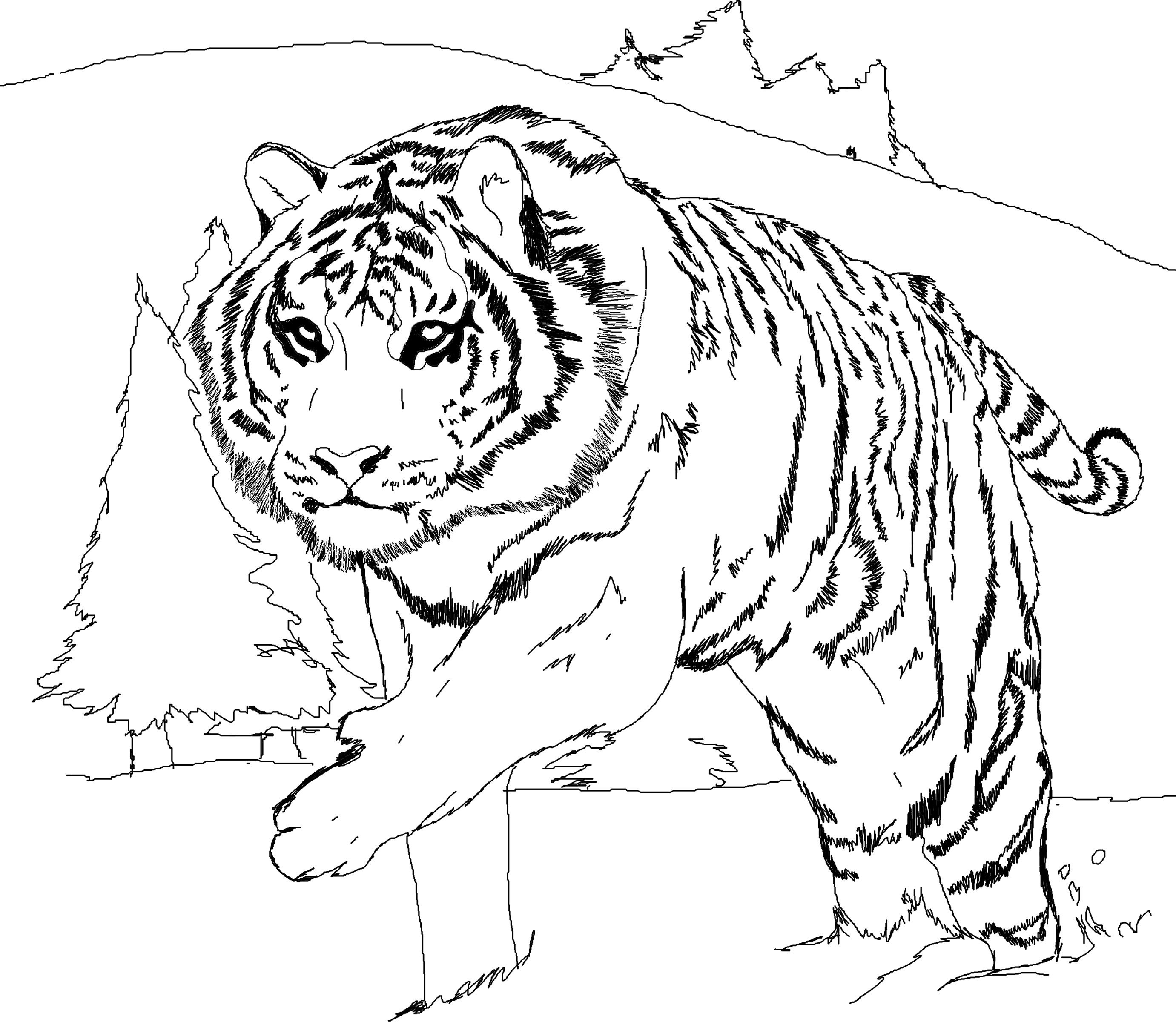  Tiger coloring pages | Animal coloring pages | #16