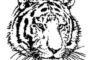 Tiger coloring pages | Animal coloring pages | #2