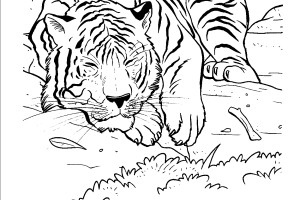Tiger coloring pages | Animal coloring pages | #32
