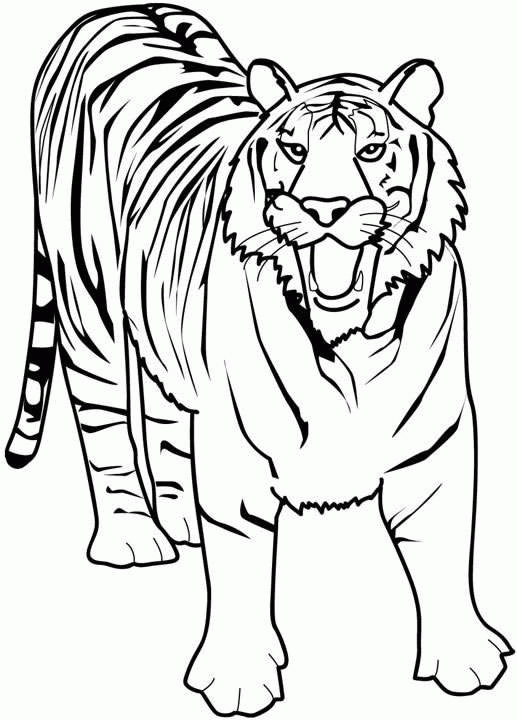 Tiger coloring pages | Animal coloring pages | #6