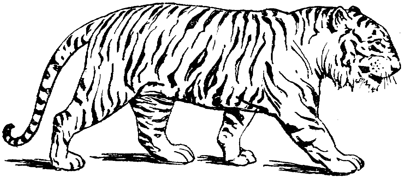 Tiger coloring pages | Animal coloring pages | #7
