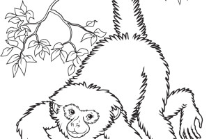 Monkey Coloring Pages | Love coloring pages | #13