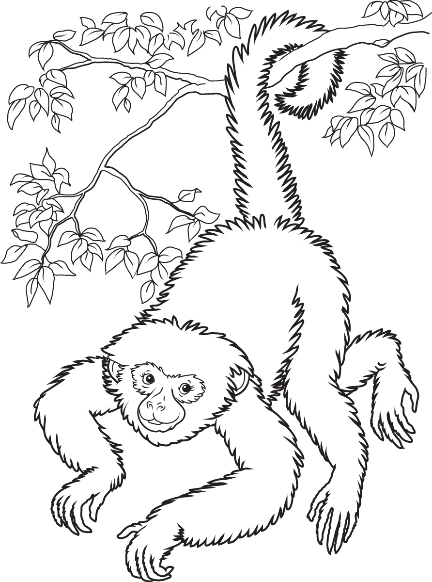  Monkey Coloring Pages | Love coloring pages | #13