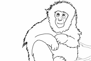 Monkey Coloring Pages | Love coloring pages | #21