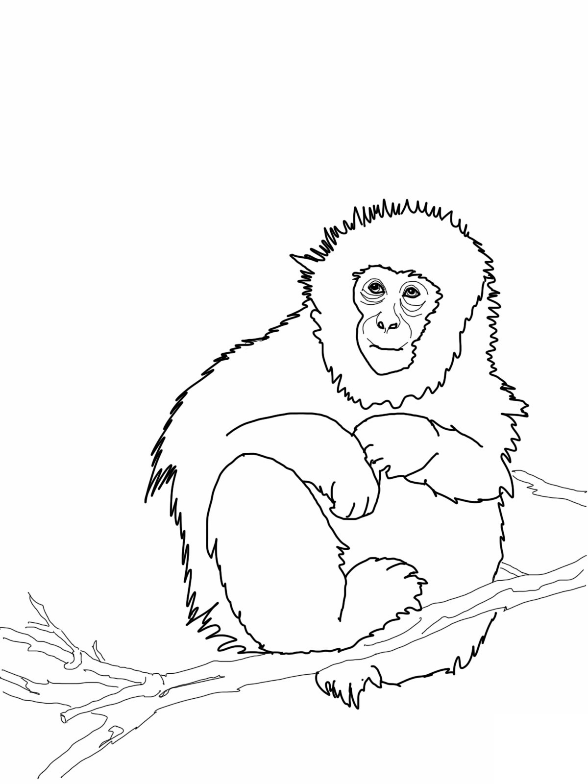  Monkey Coloring Pages | Love coloring pages | #21