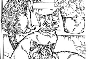 3 cute kitten Cool Coloring Pages | Coloring pages for kids | coloring pages for boys |