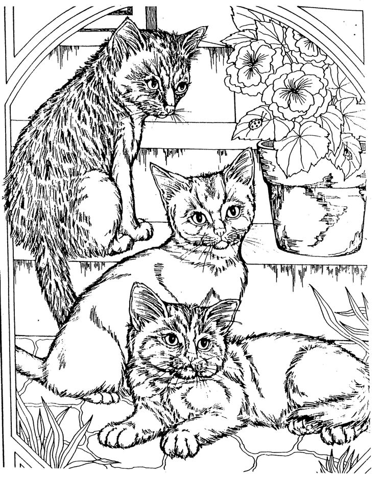  3 cute kitten Cool Coloring Pages | Coloring pages for kids | coloring pages for boys |