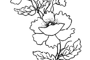 Remembrance Day coloring pages | Remembrance Day colouring pages | #21