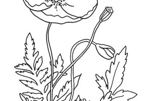 Remembrance Day coloring pages | Remembrance Day colouring pages | #34