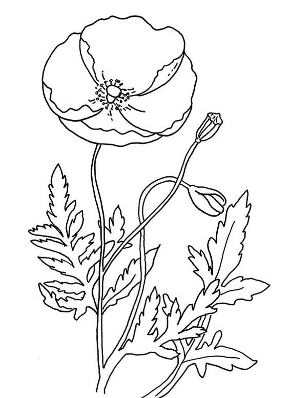  Remembrance Day coloring pages | Remembrance Day colouring pages | #34