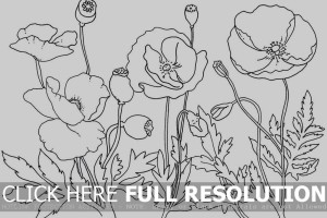 Remembrance Day coloring pages | Remembrance Day colouring pages | #5