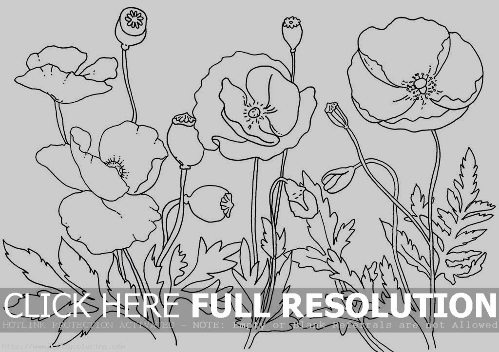  Remembrance Day coloring pages | Remembrance Day colouring pages | #5