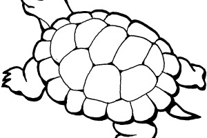 Old Turtle Coloring Pages of Animals