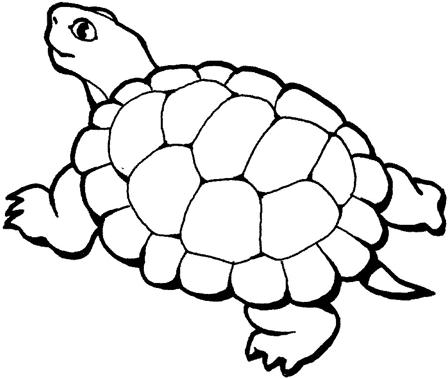  Old Turtle Coloring Pages of Animals