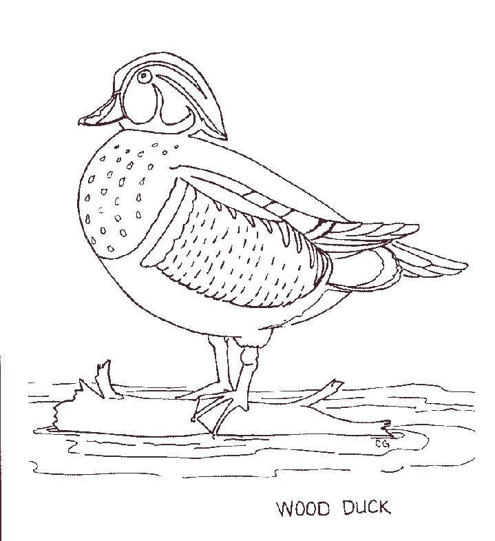 Beautiful Duck Coloring page | Coloring pages to print | Color Printing |
