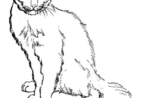 Cat Coloring Pages | Cats Coloring pages |Kitten Coloring pages | Cool cats | #27