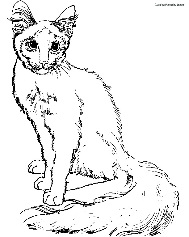  Cat Coloring Pages | Cats Coloring pages |Kitten Coloring pages | Cool cats | #27