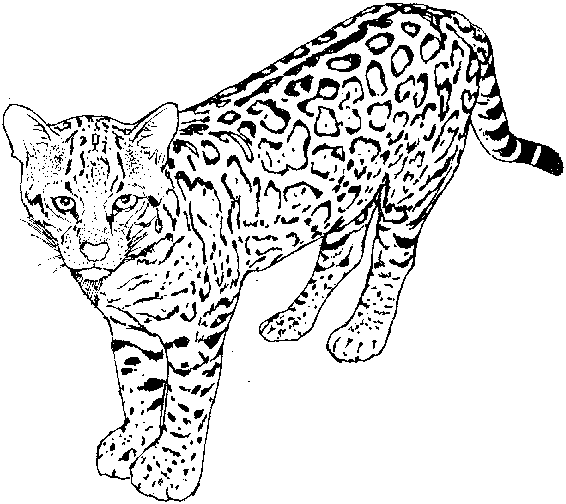 Cat Coloring Pages | Cats Coloring pages |Kitten Coloring pages | Cool cats | #33
