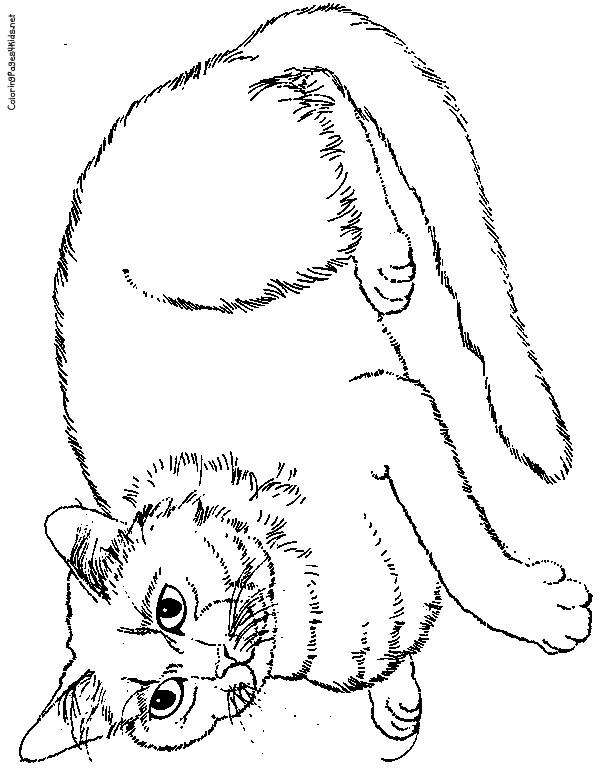 Cat Coloring Pages | Cats Coloring pages |Kitten Coloring pages | Cool cats | #38