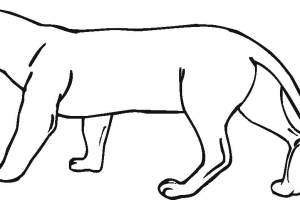 Panther Animal Coloring Pages kids coloring pages | #10