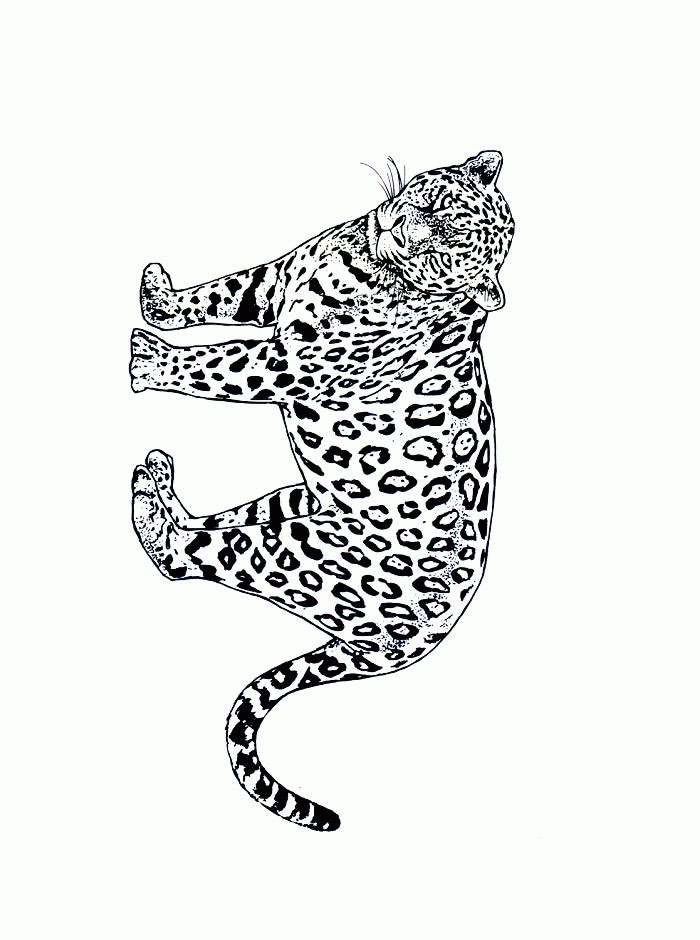Panther Animal Coloring Pages kids coloring pages | #18