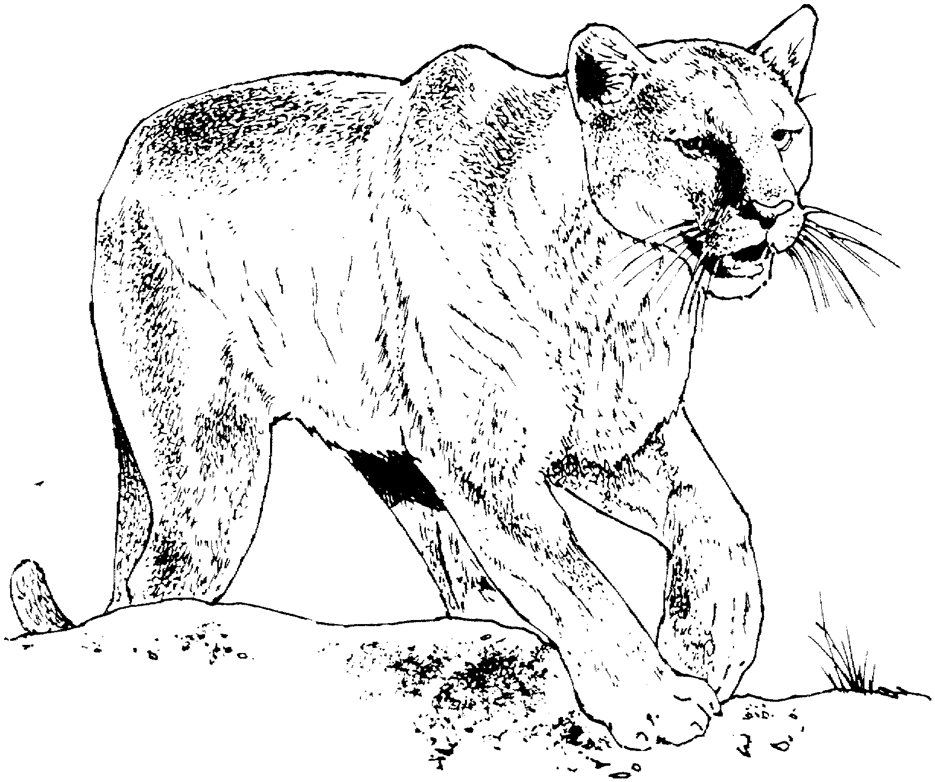 Panther Animal Coloring Pages kids coloring pages | #20