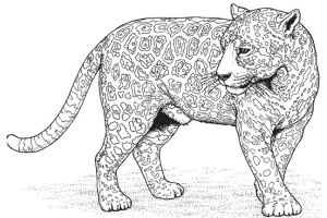Panther Animal Coloring Pages kids coloring pages | #33