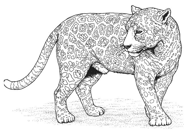  Panther Animal Coloring Pages kids coloring pages | #33