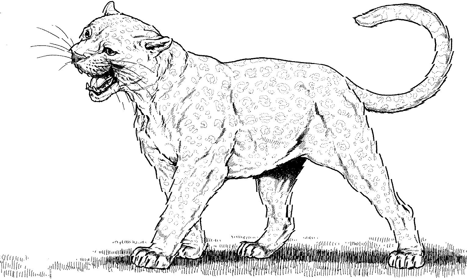  Panther Animal Coloring Pages kids coloring pages | #34