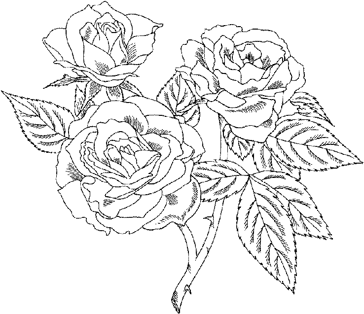 3 Roses Flowers Coloring pages