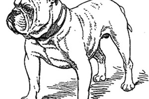 Bulldog Coloring Pages | Animal Coloring Pages for Kids