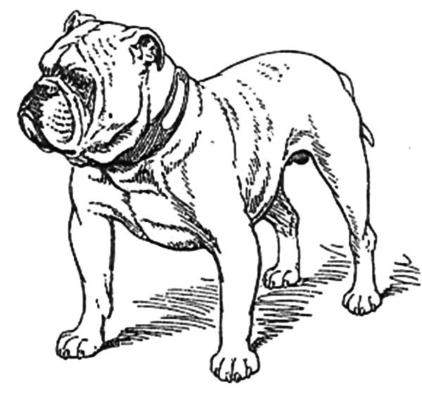  Bulldog Coloring Pages | Animal Coloring Pages for Kids